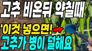 고추 비온뒤 약칠때 이것 넣고 뿌리면 고추가 병이 덜하고 대박! 장마시기 뿌리는 이유