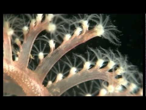 Jellyfish, Sea Pens, Amazing Bioluminescent, im Nordatlan, Hausriff Skottevik FerieSenter,Norwegen