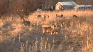 preview picture of video '2011 Flood Watch, April 23. Deer trapped in town of Morris'