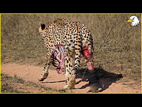 Injured Cheetah When Choosing Wrong Opponent, Can It Survive ? Wild Animals