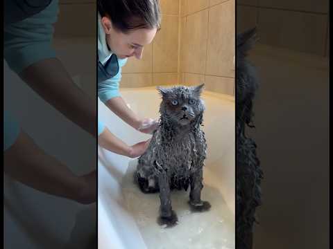Кот который любит купаться ￼
