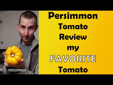 , title : 'Persimmon tomato review - The BEST tomato'