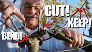 Get the Fruit Tree of your DREAMS with these 15 TYPES of Pruning