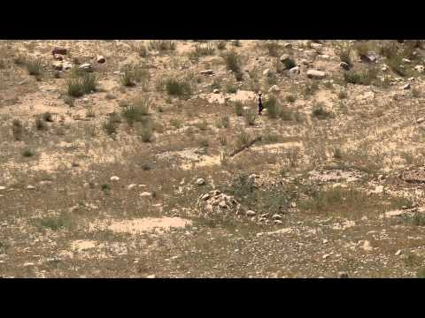 ウサギ狩り - 定義