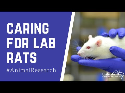 Caring for lab rats