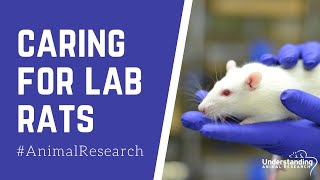 Caring for lab rats