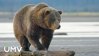 Alaska Hunting Season at UMV