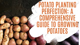 Potato Planting Perfection: A Comprehensive Guide to Growing Potatoes
