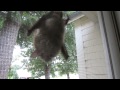 Cat Meets A Bat Rex Reviews