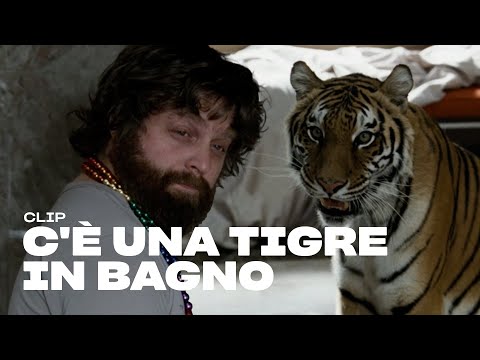 Un risveglio da leoni | Una Notte da Leoni