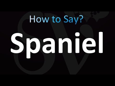 How to Pronounce Spaniel (correctly!)