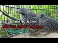 Suara Pancingan Bubut Lombok Puyuh Paling Jitu