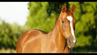 the giant horse c-