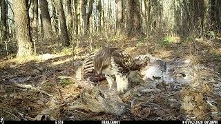 Hawk Eating a Dead Deer