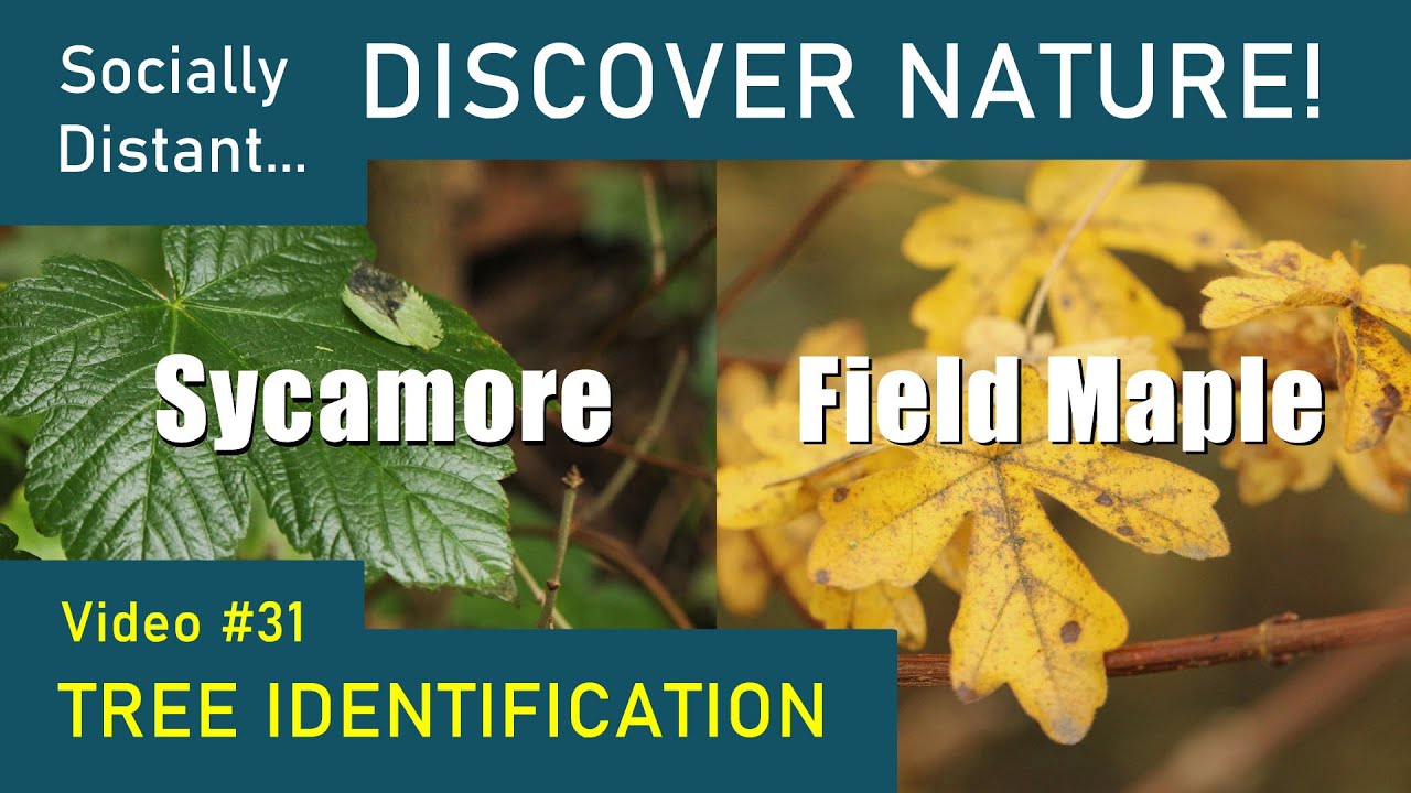 Платан западный листья. Sycamore перевод. Sycamore перевод. Sycamore перевод. Sycamore перевод.