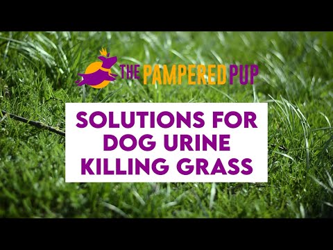 YouTube video about: Why is my dog's pee greasy?