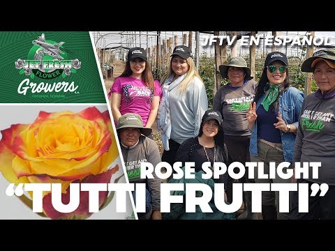 JFTV en Español: Jet Fresh Growers - Ecuadorian Rose Spotlight "Tutti Frutti"