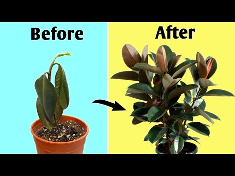 4 Essential Care Tips To Get A Large Rubber Tree// Rubber Plant Care Tips