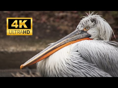 Relaxing Sleep Music: Deep Meditation Music - Dalmatian Pelican bird in 4K