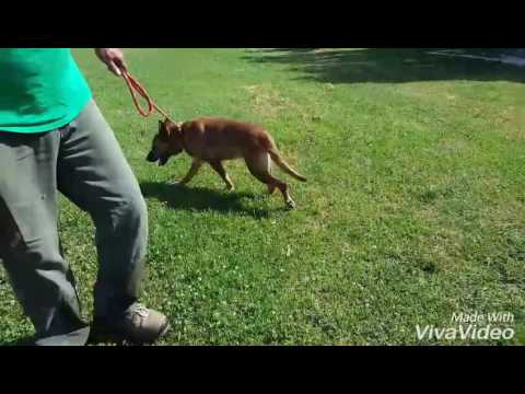 TRUDY mix sheppard australiano, vecchietta