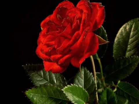 Sandor Lakatos - I Asked the Flower