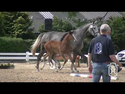 SL133 Holsteiner Stute von Cardino - Hermes d'Authieux