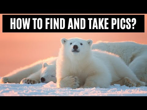 Story of a polar bear mother and cub: Arctic Wildlife Photography techniques, 600mm f/4, 200-400mm