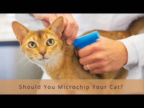 What Are The Benefits Of Cat Microchipping?
