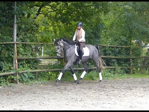 Camaron R 4 j. Holsteiner Wallach von Cormint - Cassini II - Alaska