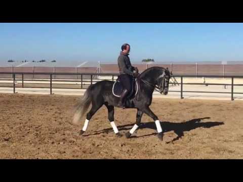 Tempestad - PRE Stallion,  GP prospect