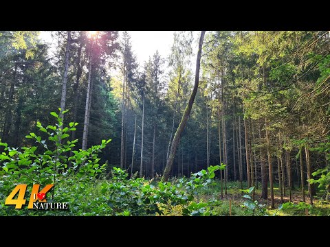 Sunny Day Hike through a Beautiful Forest after the Storm | 4K Relaxing ASMR