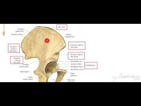 Rectus Femoris muscle
