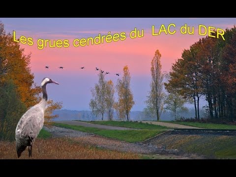 pourquoi la migration des grues