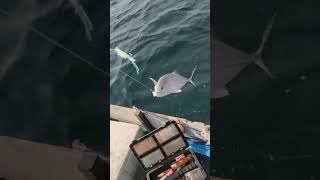 Download lagu Fishing or harvesting fish...!? Sabiki with feather bait mp3 Download lagu Fishing or harvesting fish...!? Sabiki with feather bait mp3