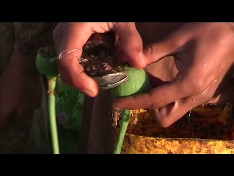 أفغانستان: زراعة الخشخاش مصدر رزق للفقراء