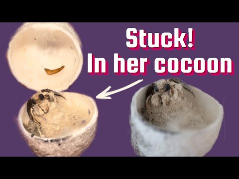 Bombyx Mori | Incredibly cute silk moths