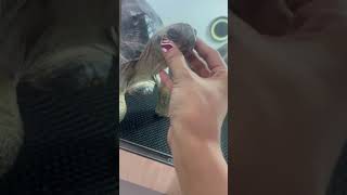 Download lagu dielus-elus dulu biar bangun #shorts mp3