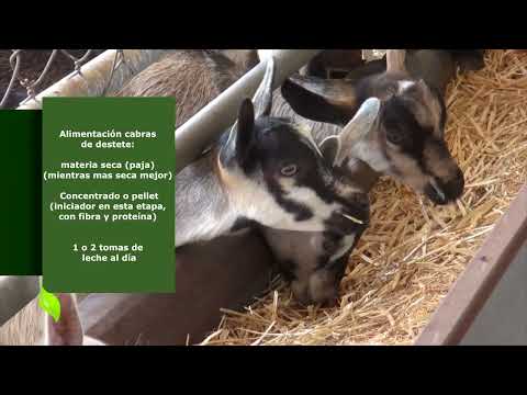 Milk goats and weaning.