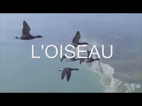 Cécile AUBRY - L' oiseau - par André PRIETO