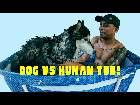 Ice Bath for My Husky! | Summer Dog Cooling Test 🧊🐶