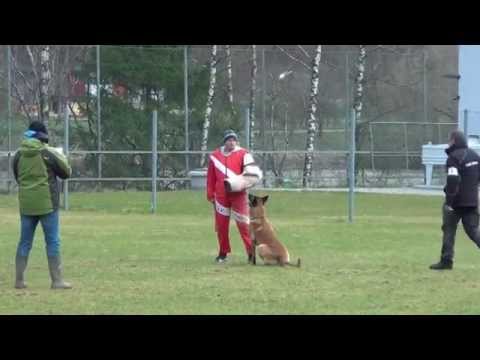Josef Haas mit Bandit Boccaro