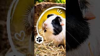 Porquinho da Índia #animaisfofos