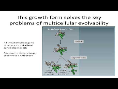 Experimental evolution of multicellularity