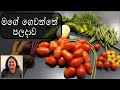 මගේ ගෙවත්තේ පලදාව Harvest From My Garden Sinhala Vegetables And Fruits