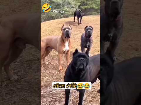 Wait.!😬😂 #funny #shorts #youtubeshorts #dog #many #dogs #fear #shortsfeed  @DipankarMondal-bc6ef