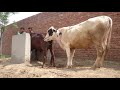 Cow Mating 2016 Brutal Cow Mating