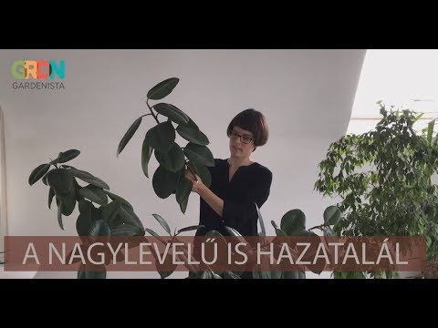 ficus ízületi fájdalom esetén