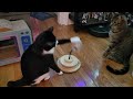 Tuxedo Versus Tabby Cat Treat Battle Max Tabbycat Freddy Tuxedocat