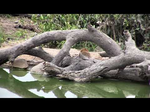 Djuma: Slender Mongoose drinking water and looking for breakfast - 09:12 - 11/23/18
