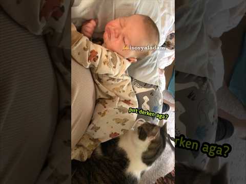 Bebekle başbaşa kalan kedi - #cat #fofenk #kedi #isosyaladam